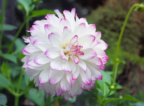 Vacker Vit Dahlia Blomma Trädgården Kinesiska Blomma Stäng Upp Och — Stockfoto