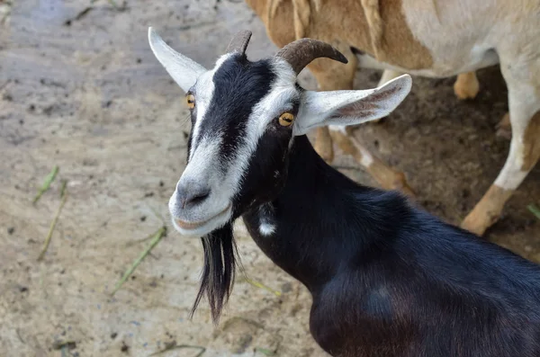 Portrait Goat Farm Animals — Stock Photo, Image