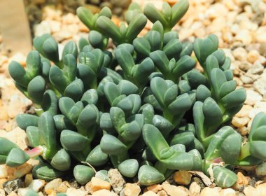 Güzel etli kaktüs, yakın yukarı ve seçici odak