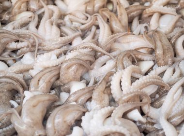 Deniz ürünleri pazarında satılık taze kalamar. Pazarda taze beyaz mürekkep balığı..