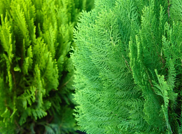 Japanese Cypress Chamaecyparis Obtusa Hinoki Cypress Branch Christmas Evergreen Background — Stock Photo, Image