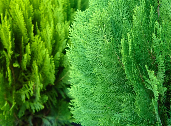 Cipreste Japonês Chamaecyparis Obtusa Ramo Hinoki Cypress Fundo Perene Natal — Fotografia de Stock