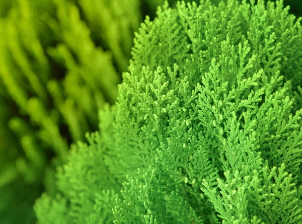 Japon selvi (Chamaecyparis obtusa) veya Hinoki Cypress şubesi, Noel ebediyen yeşil arka plan.