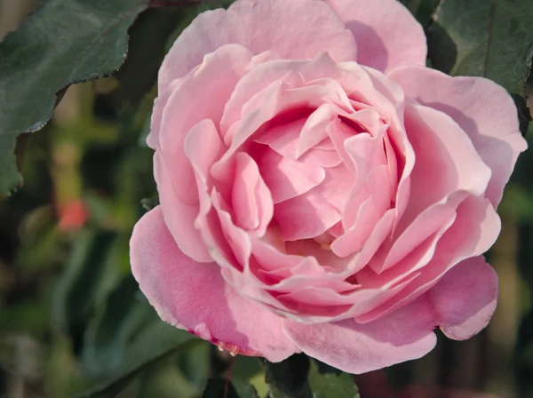 Vackra Rosa Rosor Trädgården Morgon Solljus Närbild Bild — Stockfoto