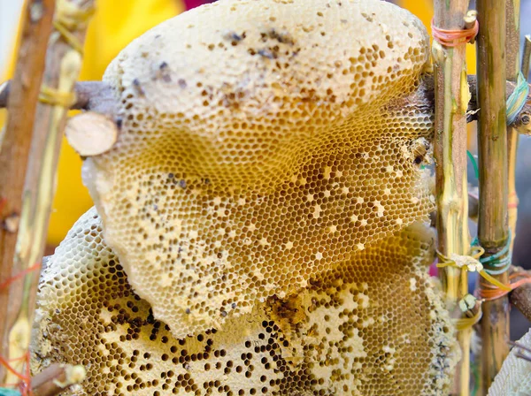 Selective focus of honeycombs filled with honey without bees. Raw fresh honeycombs for sale at farm market. Thailand.