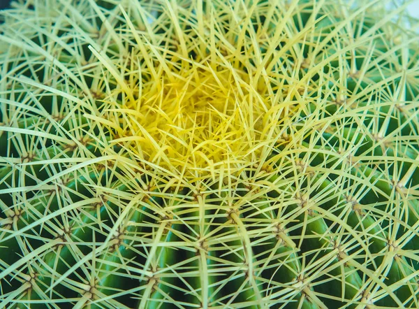 とげのテクスチャで覆われたスパイシーな緑のサボテンの美しい 自然植物の抽象的背景 — ストック写真