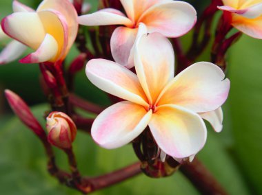 Bir dalda güzel Frangipani çiçekleri. Pembe tesisat çiçeği sabah yeşil bulanık bir arka planla açar..