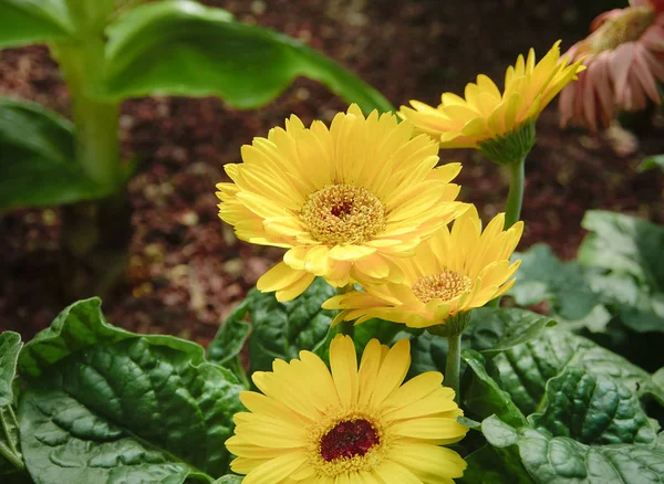 Amarelo Crisântemo Flor Luz Sol Com Espaço Para Colocar Seu — Fotografia de Stock