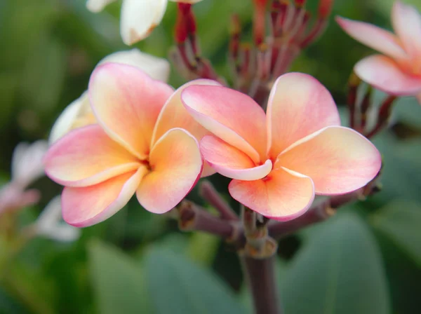 Lindas Flores Frangipani Ramo Flor Plumeria Rosa Floresce Manhã Com — Fotografia de Stock