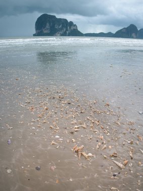 Beautiful shells on the beach with the evening sunlight. Tropical islands and blue sea.