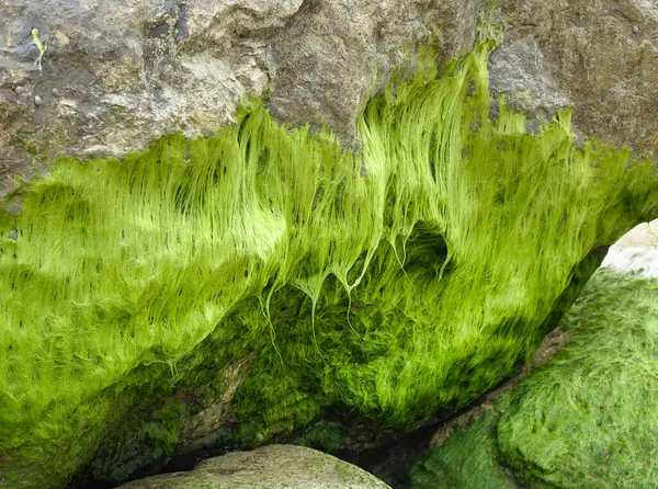 Beautiful Green Moss Covered Rock Sandy Beach Mossy Stones Texture — Stock Photo, Image