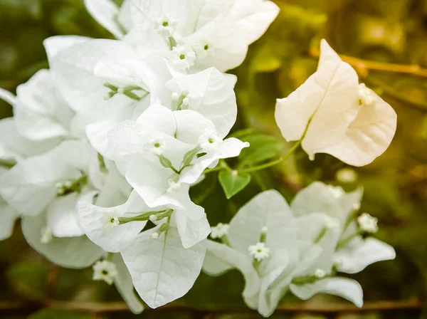 Vit Orange Bougainvillea Blommar Ren Upp Bougainvillea Med Morgon Solljus — Stockfoto