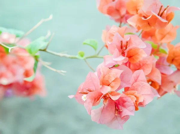 Bougainvillier Rose Orangé Fleurissant Printemps Gros Plan Sur Bougainvillier Avec — Photo