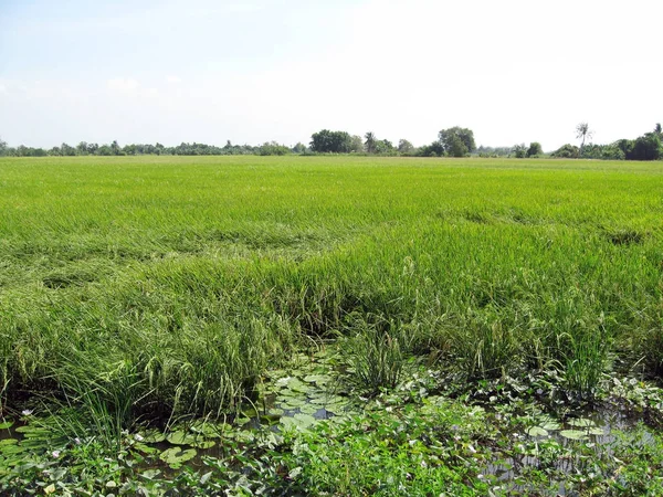 alan ve lagün 01/resim alanı ve lagün