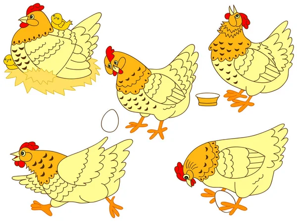 Vector Chicken Set — Stock Vector