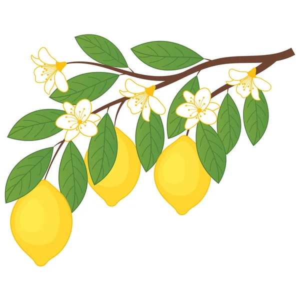 Vektorzitronen mit Blüten. Zweig mit Zitronen. Zitronenvektorillustration. — Stockvektor