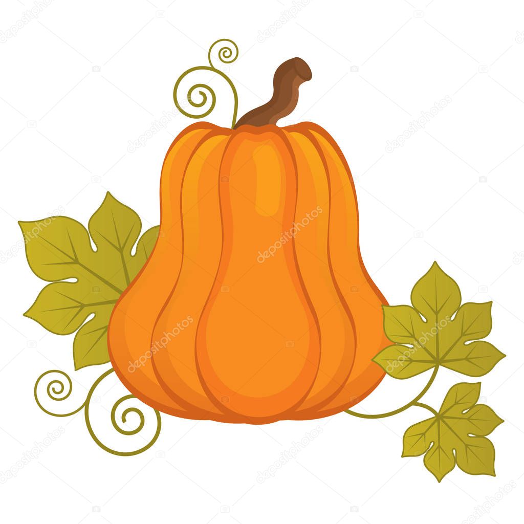 Vector Pumpkin.  Vector Halloween and Thanksgiving Day. Pumpkin Vector Illustration. 