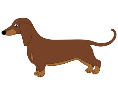 Vektör şirin Dachshund. Vektör sosis köpek. Dachshund vektör çizim.
