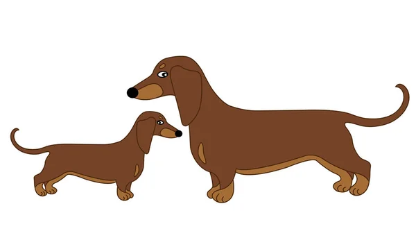 Vector Cute Dachshund with Puppy. Vector Sausage Dog. Dachshund Vector Illustration. — Stock Vector