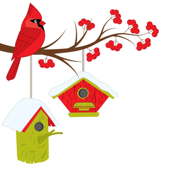 Rowan ağacı dalı üzerinde vektör Kardinal oturan