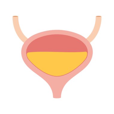 İnsan mesane idrar ile