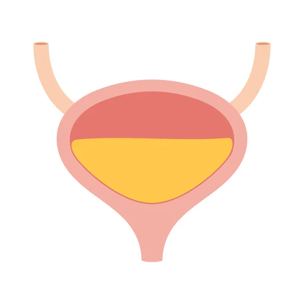 Human bladder with urine — Stock Vector