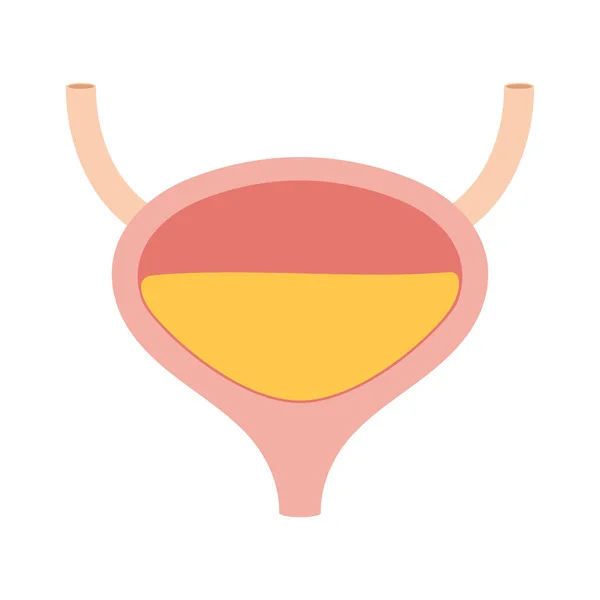 Menschliche Blase mit Urin — Stockvektor