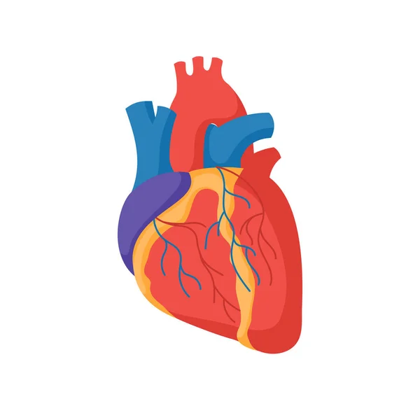 Human heart anatomy — Stock Vector