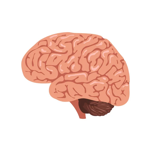 Anatomia cerebral Ícone — Vetor de Stock