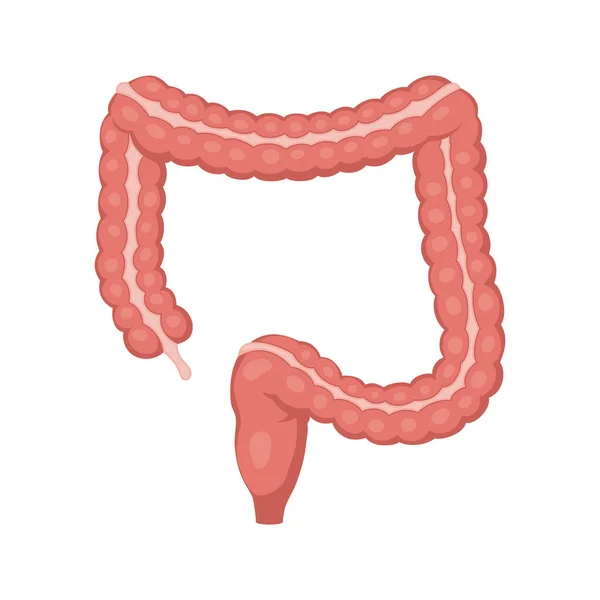 Vector del intestino grueso — Vector de stock