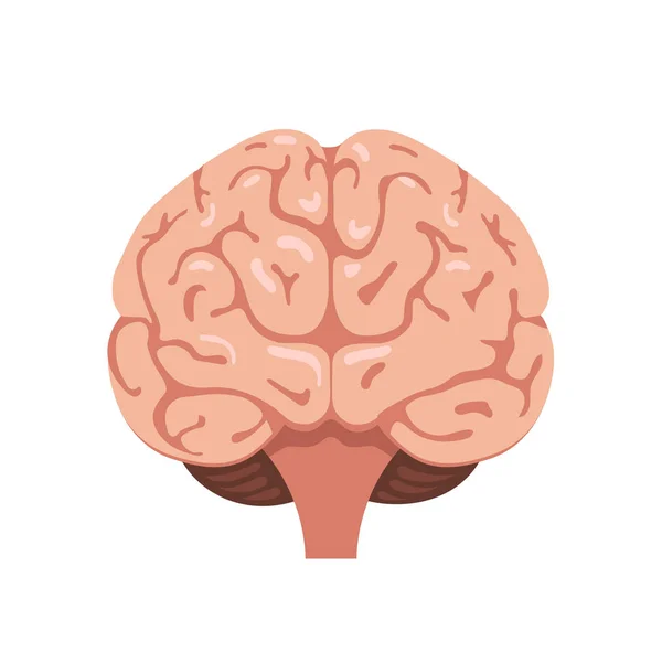 Icono de vista frontal del cerebro Ilustraciones De Stock Sin Royalties Gratis