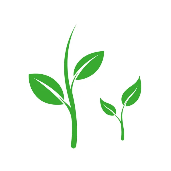 Germoglio verde con foglie — Vettoriale Stock