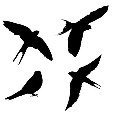 birds silhouettes isolated