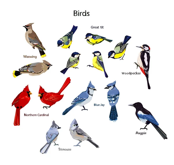 3 150 Songbird Vector Images Songbird Illustrations Depositphotos 3 150 Songbird Vector Images Songbird Illustrations Depositphotos
