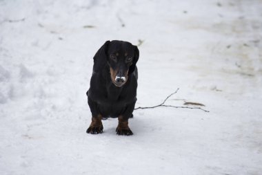 Dachshund sosis köpek
