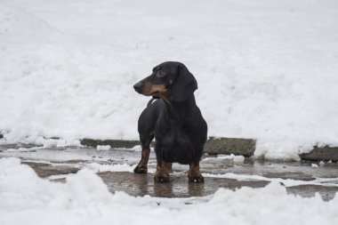Dachshund sosis köpek