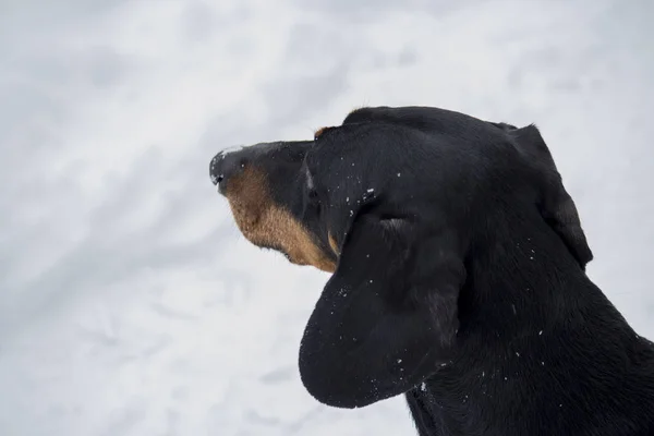 Cão de salsicha Dachshund — Fotografia de Stock