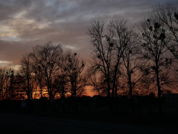 Sunset Tree sky color — Stock Photo, Image