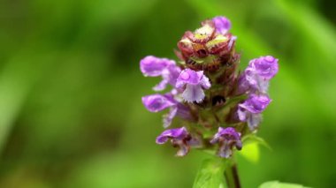 Makro çiçek orman bahar