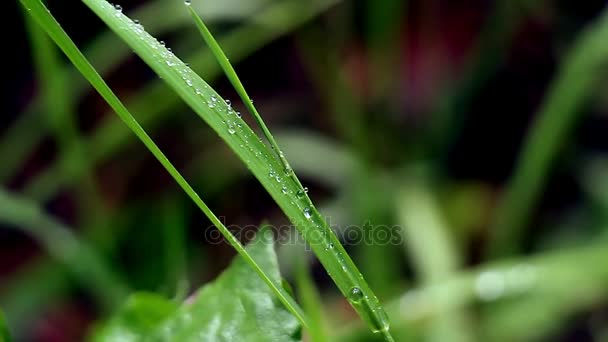 Grass macro dew close-up — Stock Video