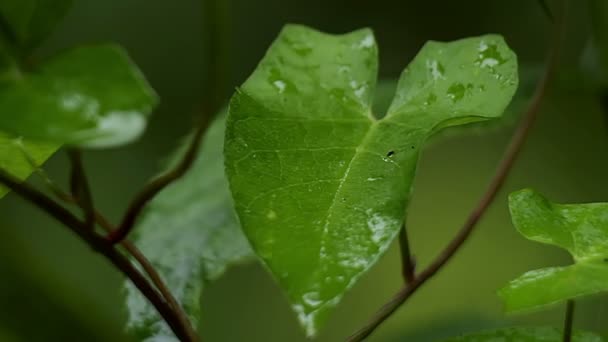 Leaves macro rain drop — Stock Video