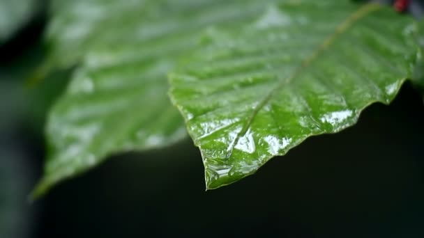 Листья макро капли дождя — стоковое видео
