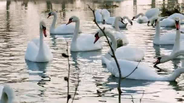 Swan koupání na řece 4k — Stock video