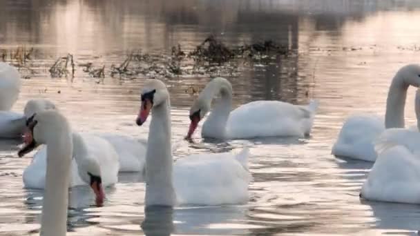 Swan swiming on river 4k — Stock Video