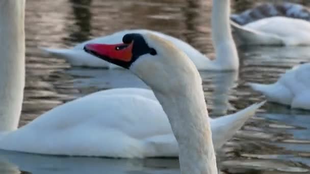 Swan simning på floden 4k — Stockvideo