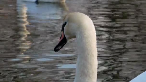 Cisne nadando en el río 4k — Vídeos de Stock