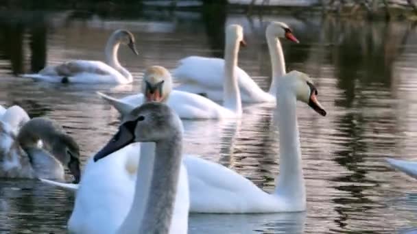 Cisne nadando en el río 4k — Vídeos de Stock