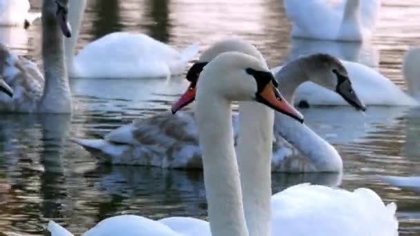 Cisne nadando en el río 4k — Vídeos de Stock