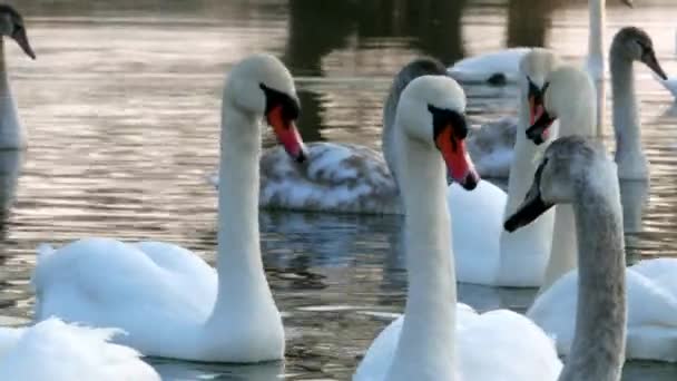 Cygne nageant sur la rivière 4k — Video