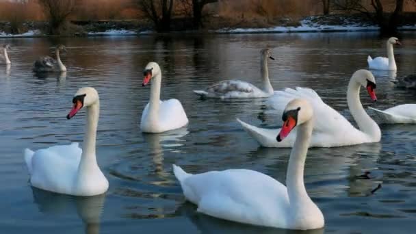 Schwan schwimmt auf Fluss 4k — Stockvideo